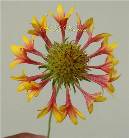  Radiant Capitulum
